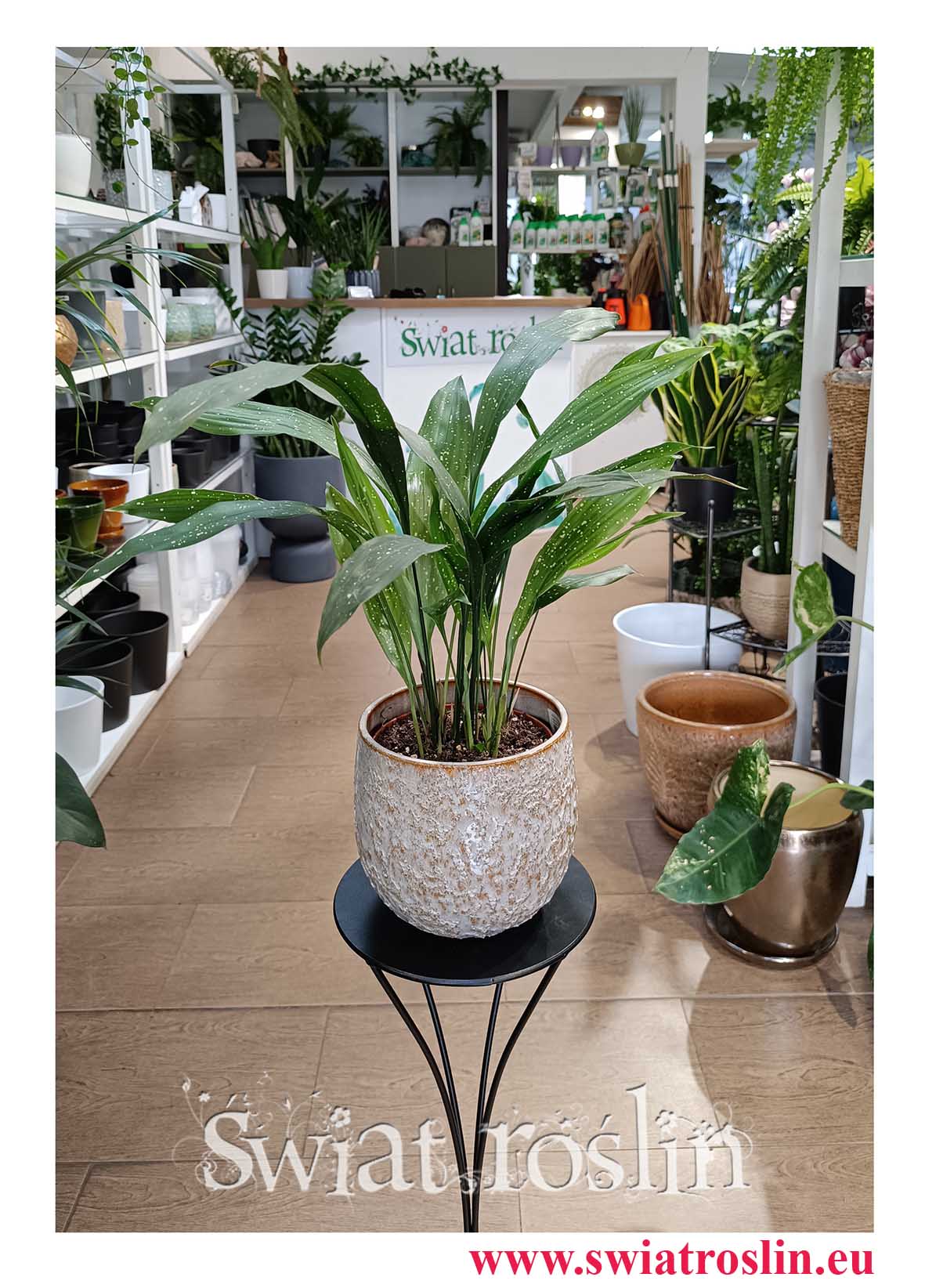 Aspidistra Elatior Milky Way roślina z instagrama z dostawą pod drzwi do biura do restauracji do kawiarni do domu do hotelu do salonu,  Aspidistra Milky Way kup online